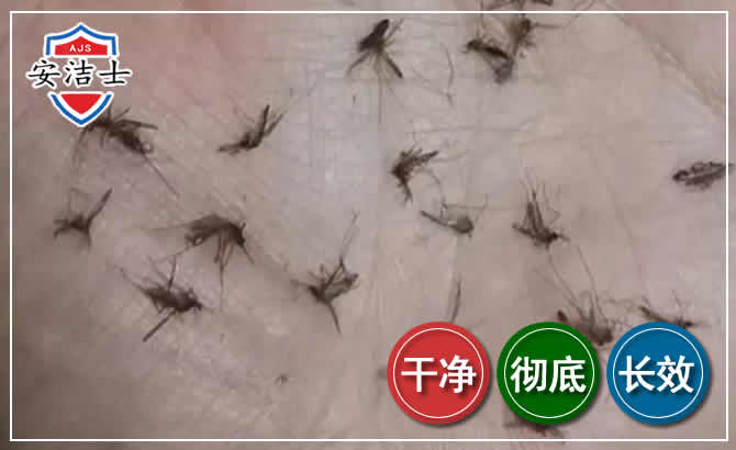 上城区蚊子防治-灭蚊