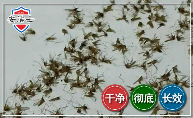 上城区苍蝇防治-灭蝇