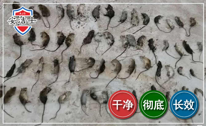 上城区鼠害防治-灭鼠