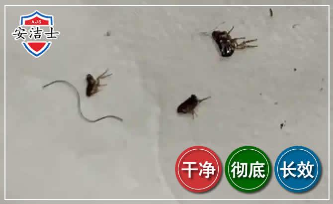 上城区跳蚤防治-灭跳蚤