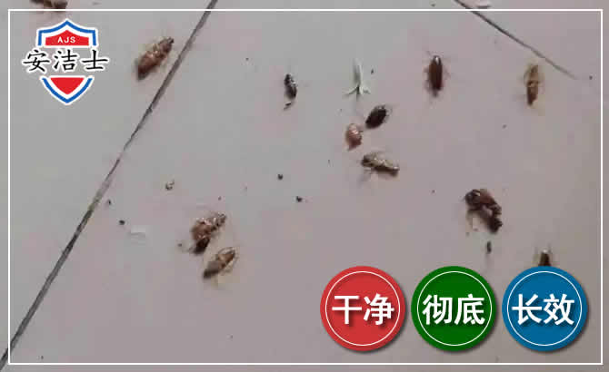 上城区蟑螂防治-灭蟑螂