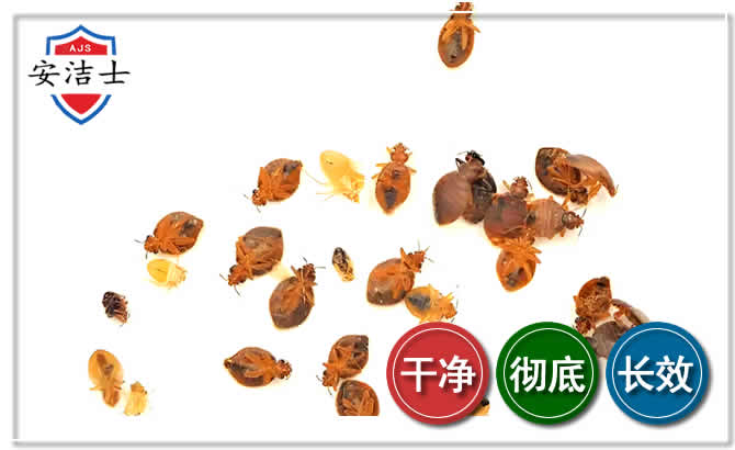 上城区臭虫防治-消灭臭虫